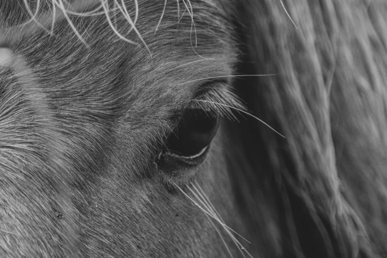 a close up image of the eye and side of a brown horse