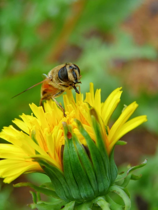 there is a small yellow flower with a fly on top of it