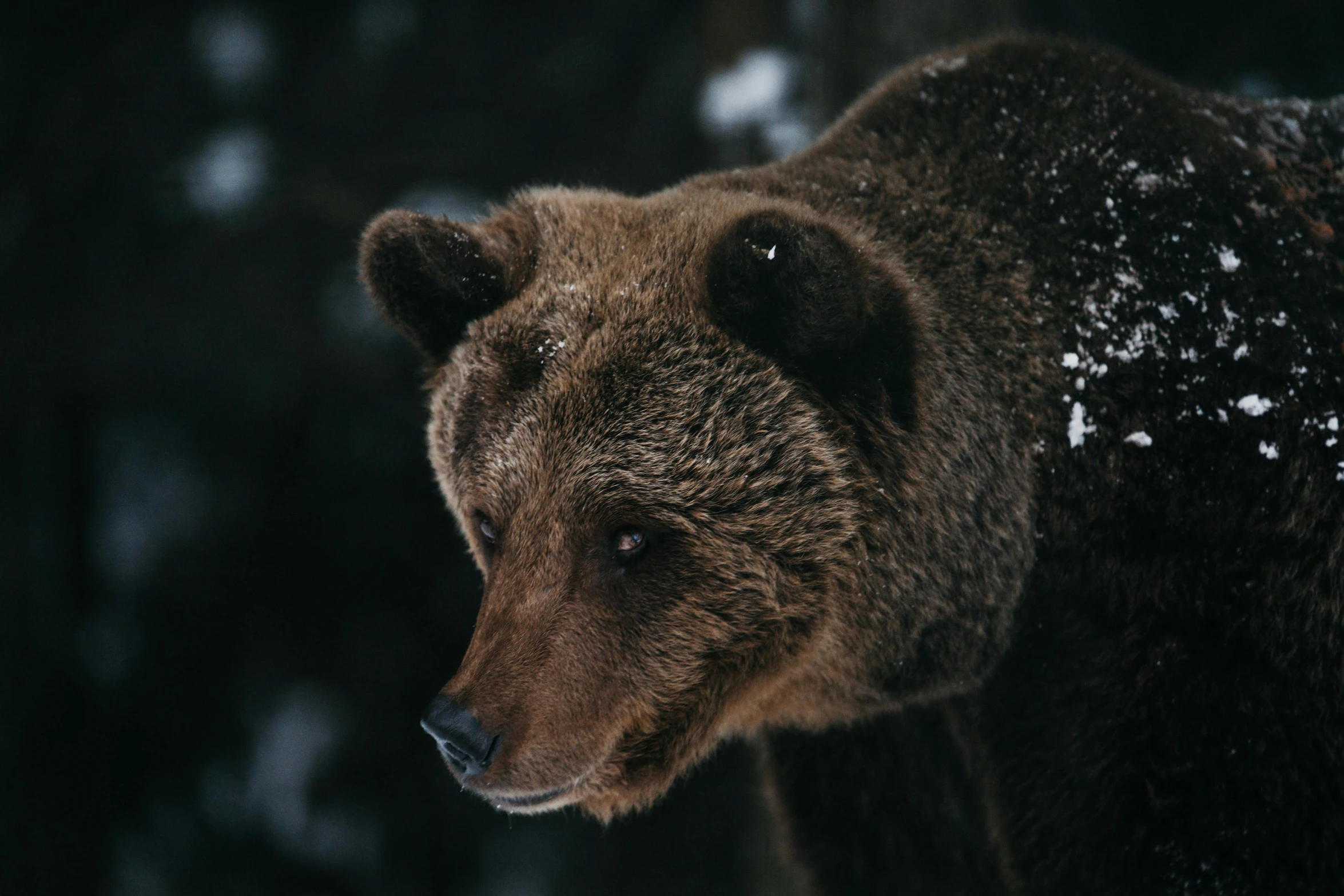 a grizzly bear stands alert for danger of danger