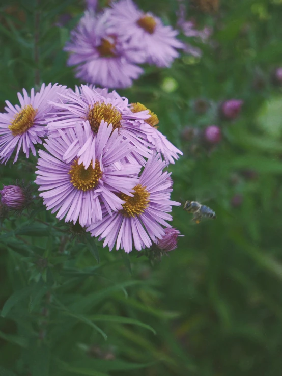 some very pretty pink flowers by a big bush