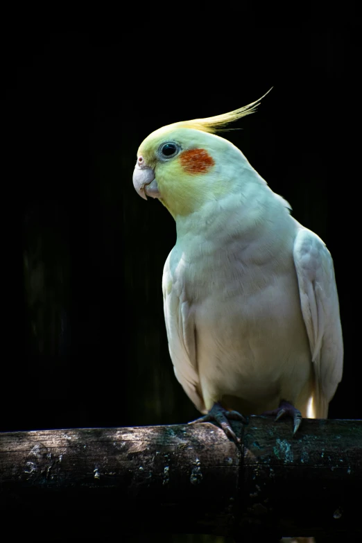 a yellow and white parrot with a long, curved beak