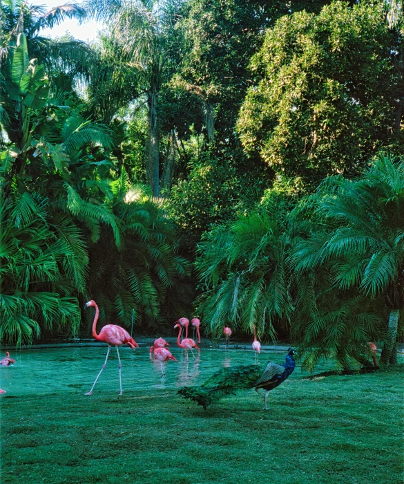 flamingos in a garden area with pond, palm trees and large green leaves