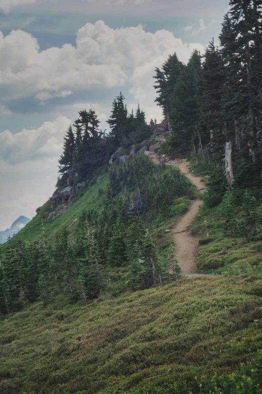 a dirt road uphill by the trees on the side of a hill