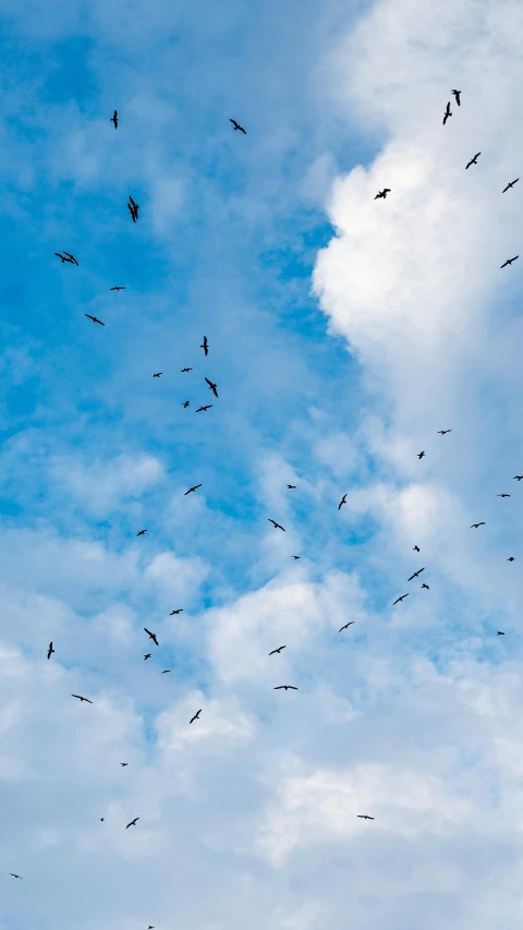 a flock of birds is flying in the sky