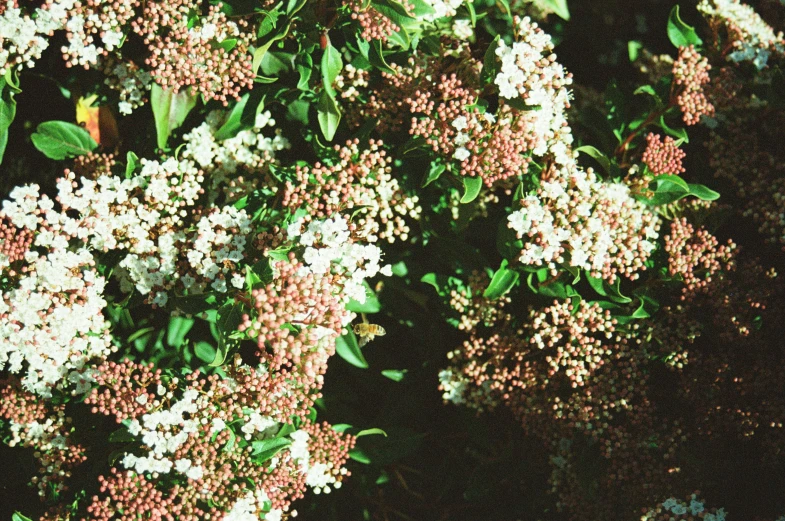 white and red flowers are growing next to each other