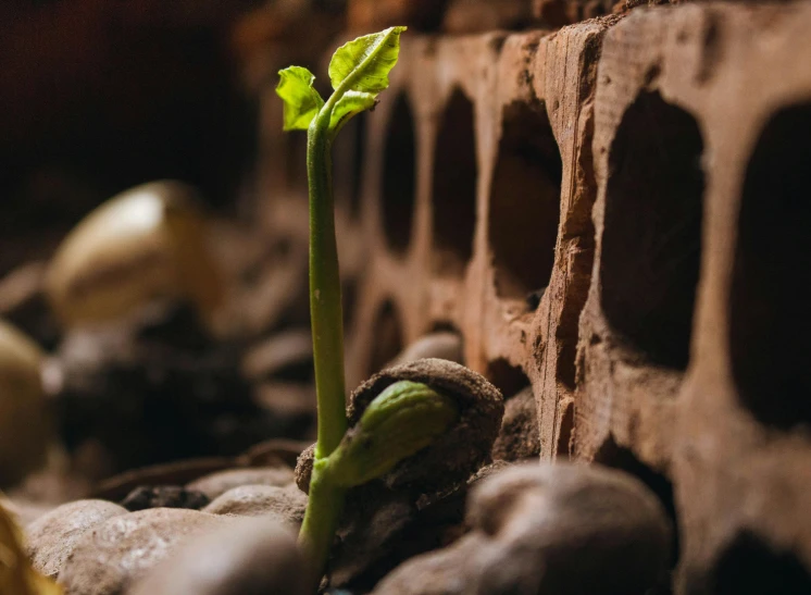 the young sprout is growing out of an old brick wall