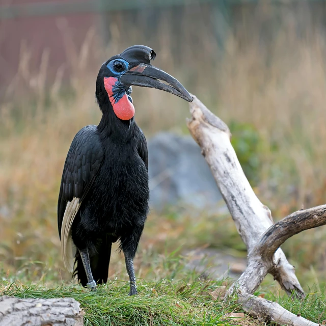 a large black bird standing in front of a dead tree nch