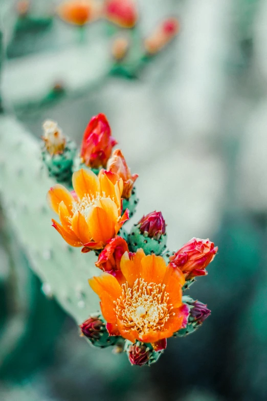 orange and yellow flowers bloom on a cactus plant