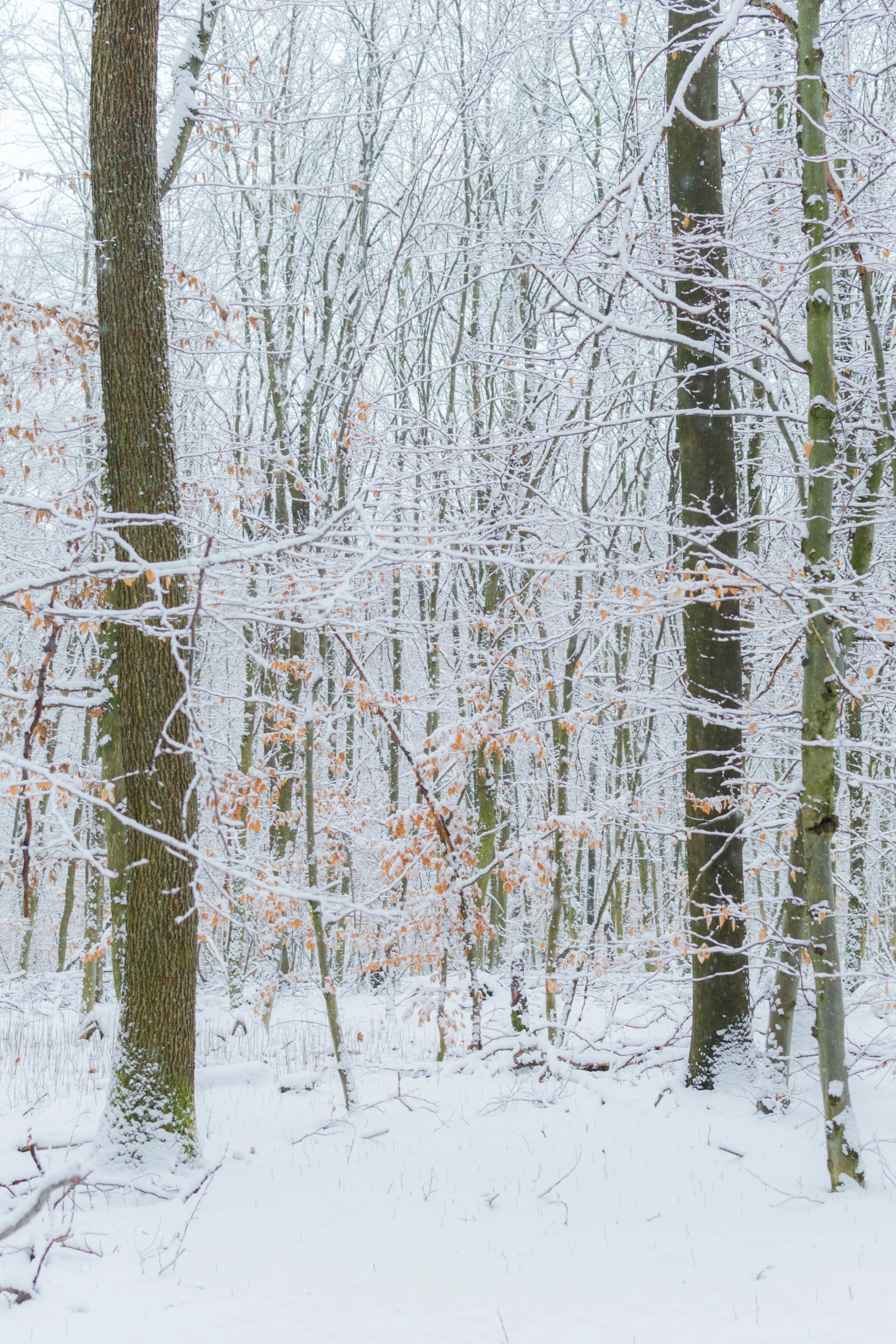 a snow covered forest filled with trees and tall leafless trees