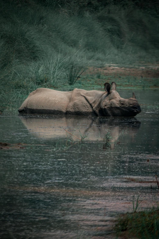 a rhino is laying down in the water