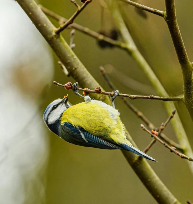 a small yellow and blue bird on a tree nch