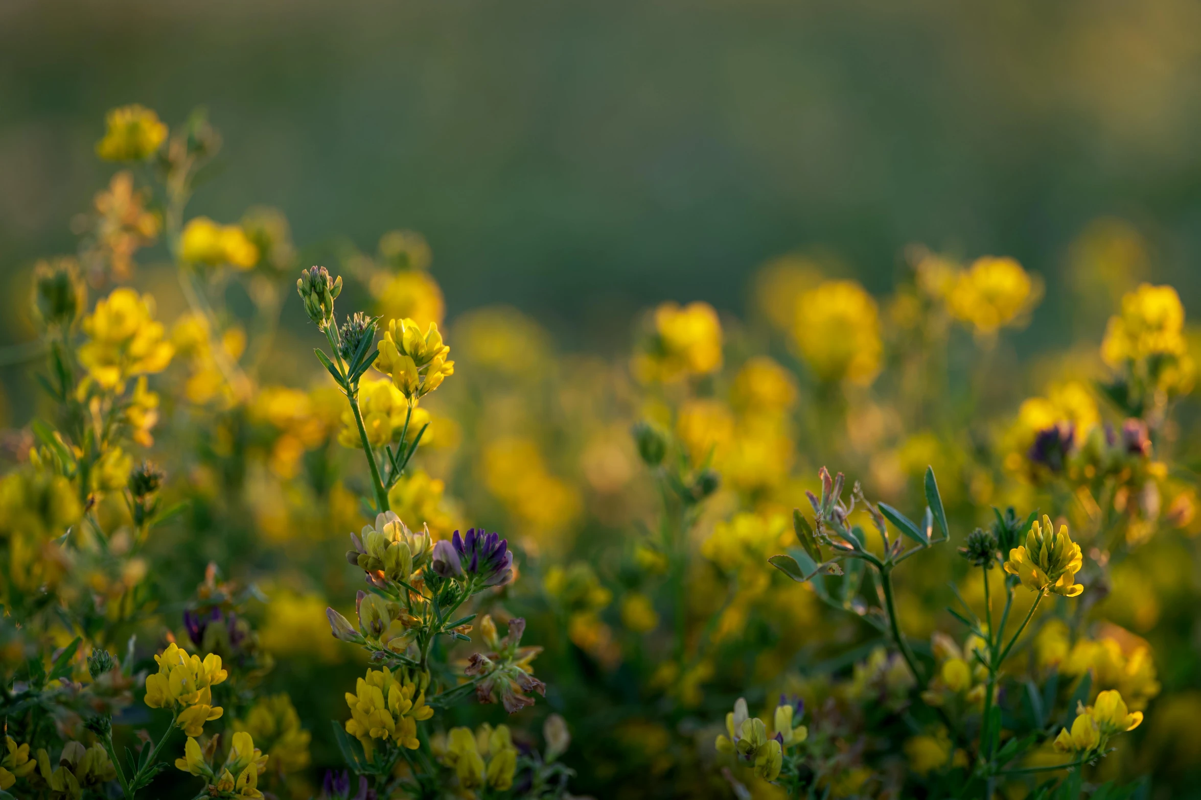 some yellow flowers with a green background