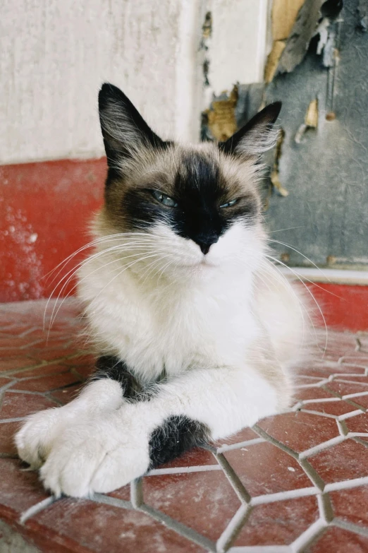 a white and brown cat sitting on the ground