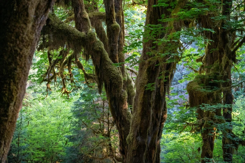 a lush green forest filled with lots of trees