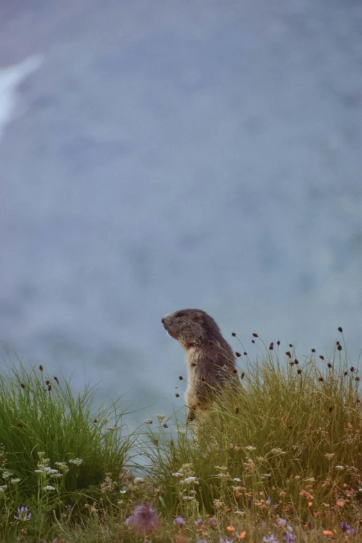 a small animal standing in some tall grass