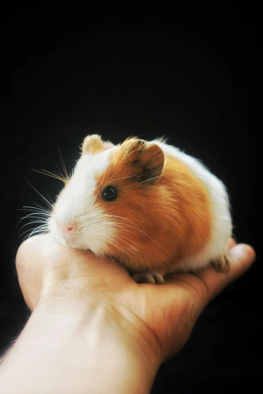 a hamster sitting in someone's hand on a dark background