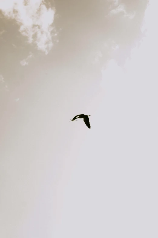 a bird flying high in the sky with a cloudy background