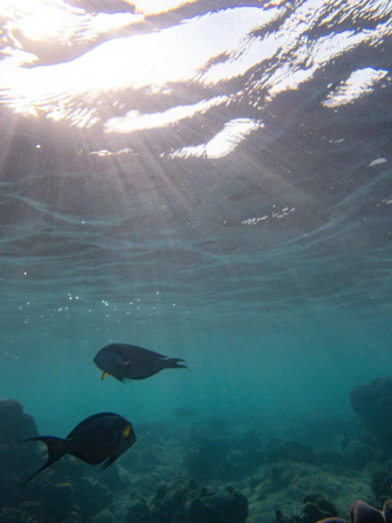 fish swim in the blue water at sunset