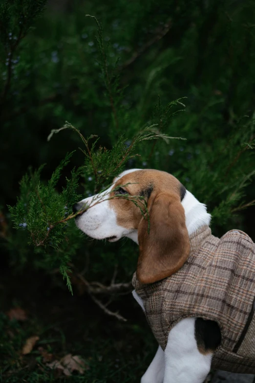 a dog with a coat on that is biting a nch