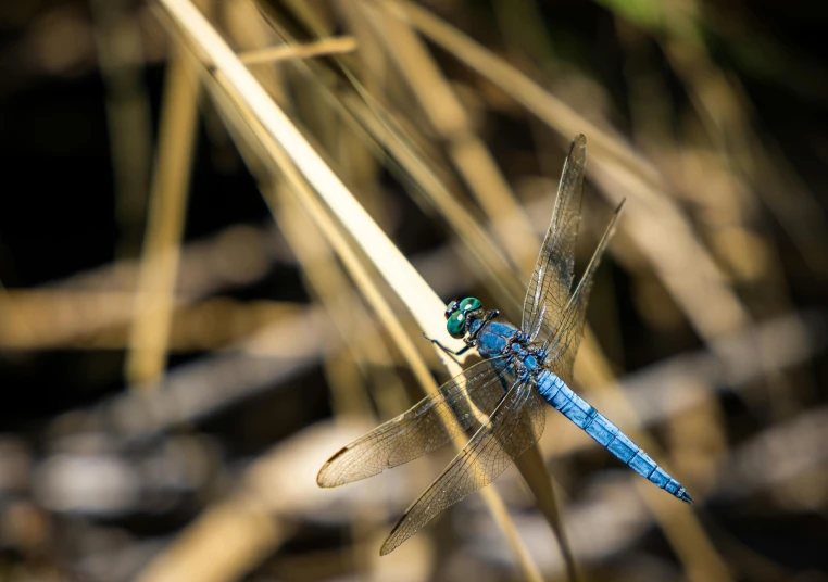 the blue dragonfly has found a new perch on the grass