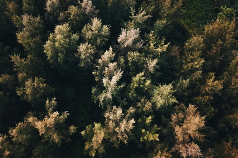 overhead view of a forest with trees showing green, white and brown foliage