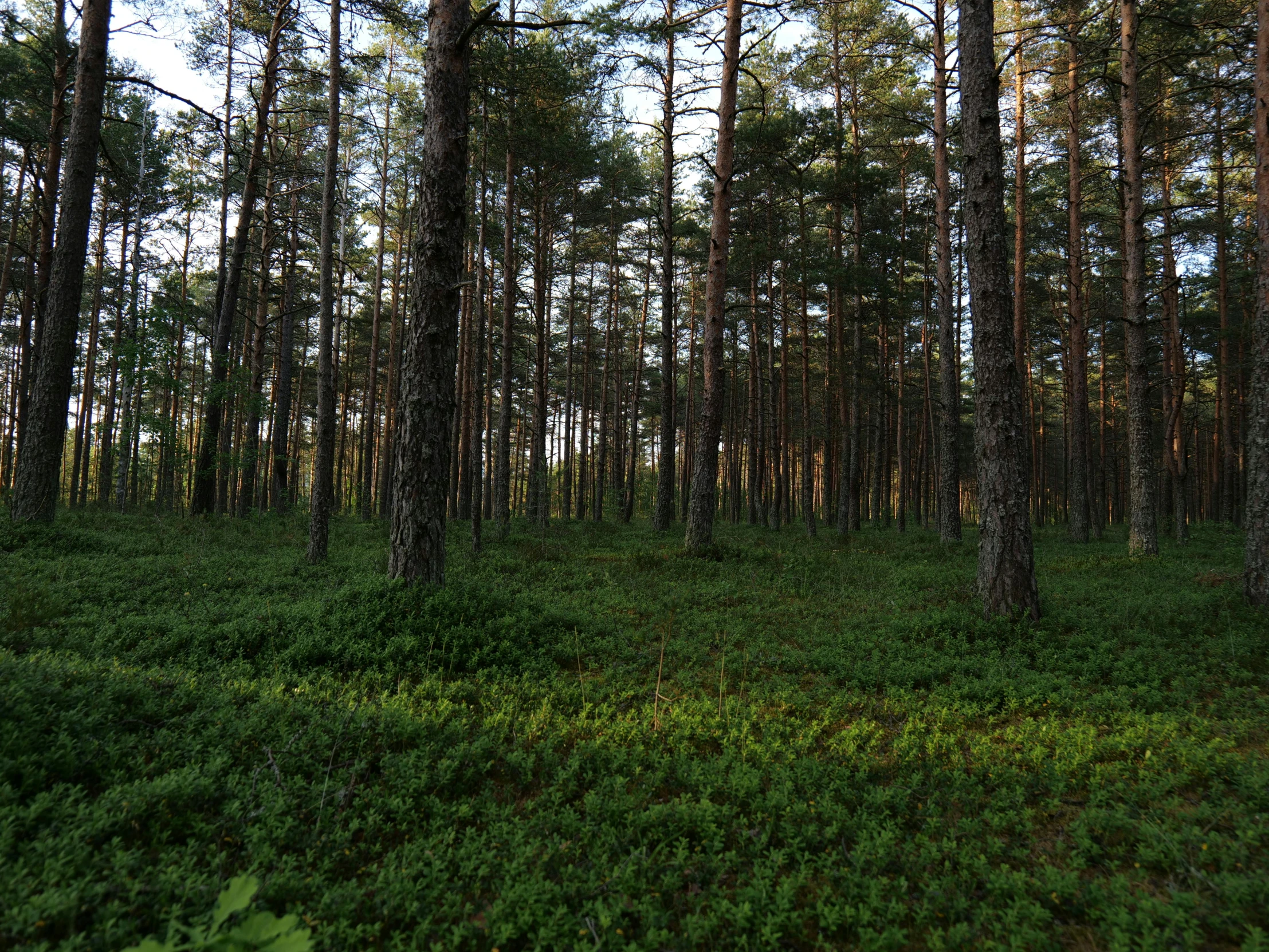 trees, bushes, and grass are on the ground in a forest