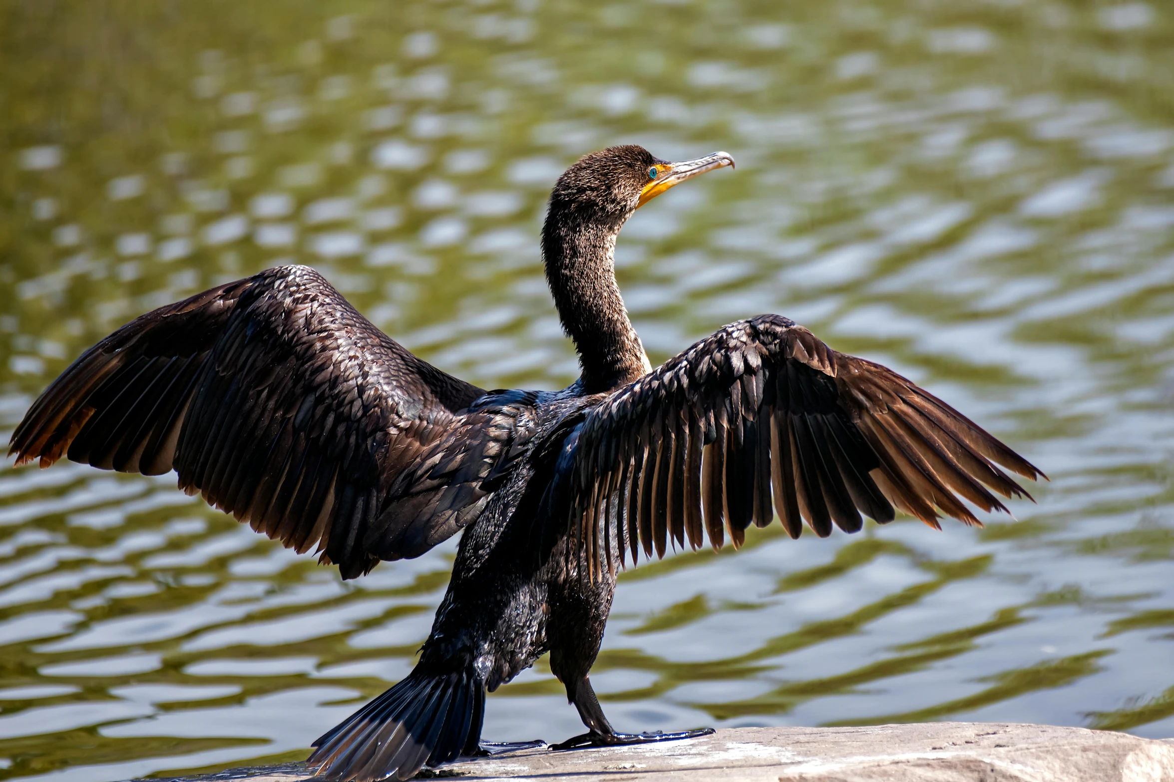 a bird sitting on top of a rock next to water