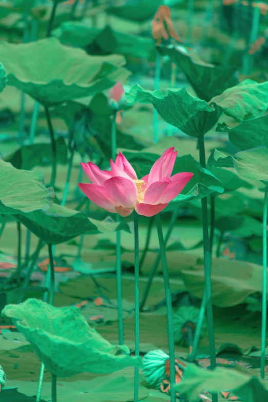 the lotus is standing still on the surface of water