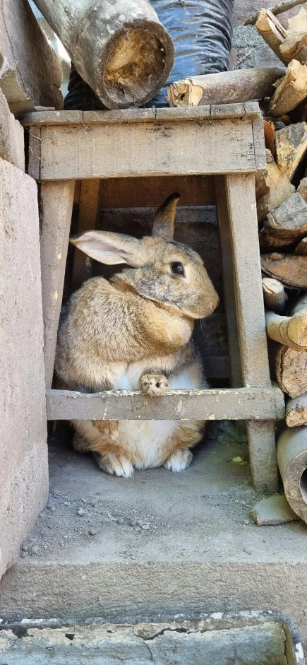 a bunch of little animals that are under a table