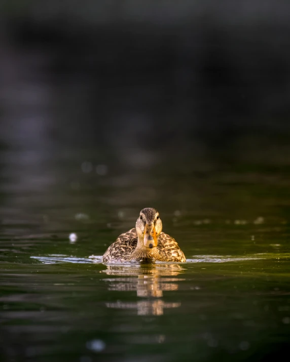 the duck is swimming in the water with its head above the surface