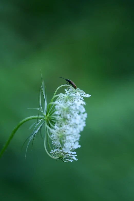 a bug is perched on some small white flowers