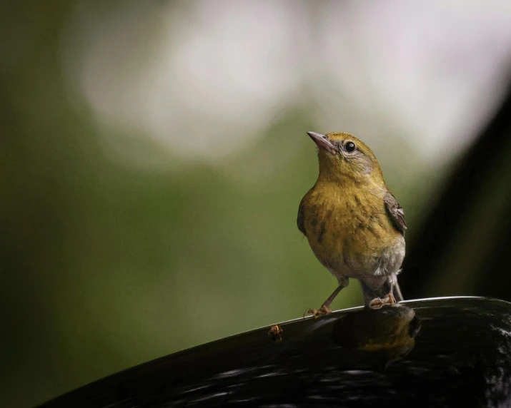 a small bird sits on the back of a bird feeder