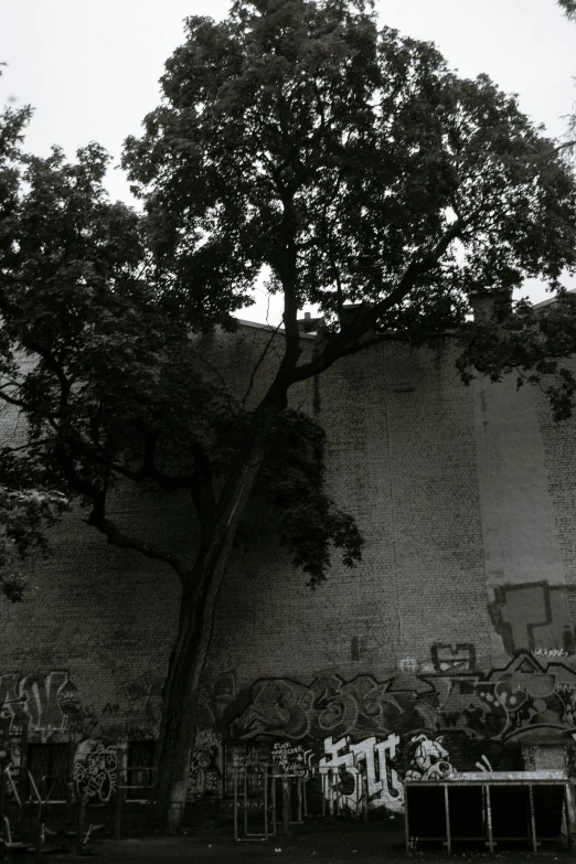 a tree leaning on a stone wall in front of an array of junk