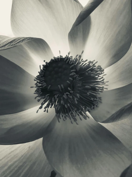 a large, white flower with very long petals