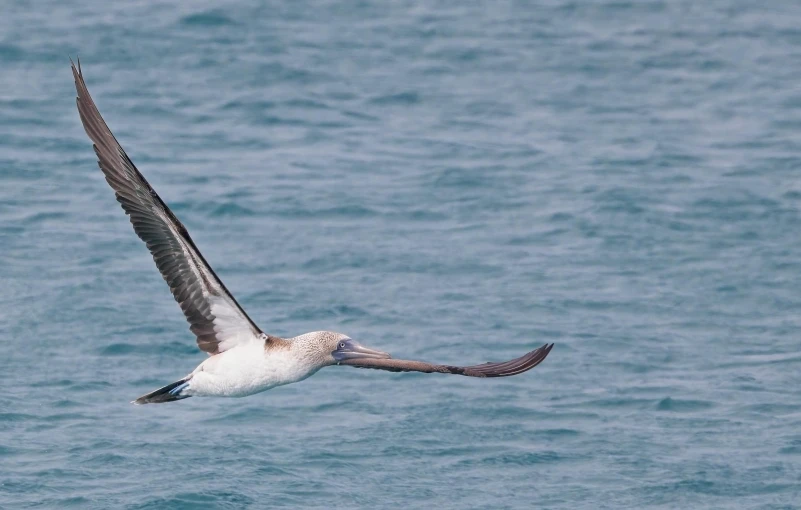 a white and grey bird flying over the ocean