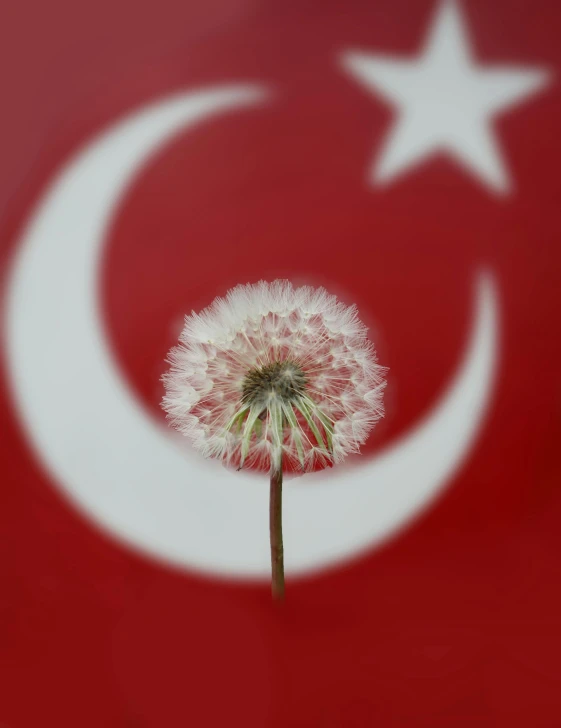 a dandelion is pictured against the flag