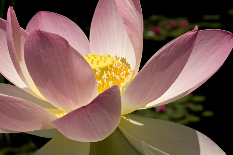 a pink lotus sits on top of a green leaf