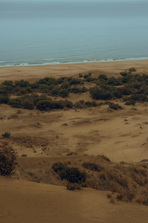 an ocean beach near a tree filled with vegetation