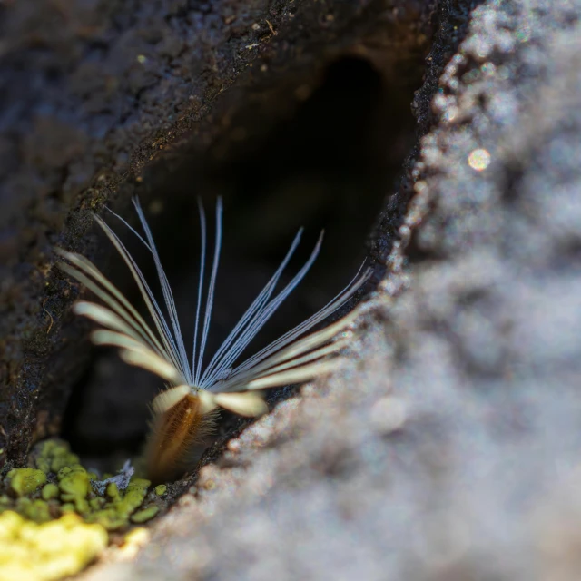 a bug crawls through the open end of a cave