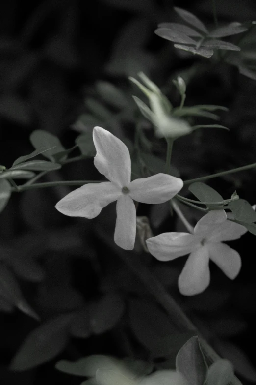 a flower is shown with only the petals open