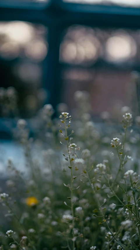 a group of flowers that are growing in the grass