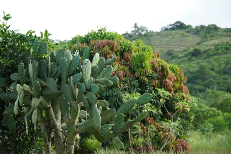 a cactus with lots of green leaves in front of some bushes