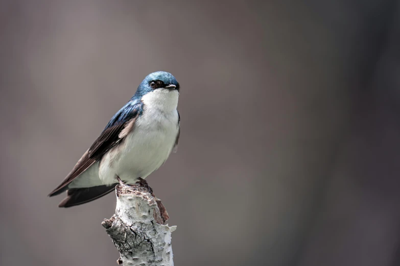 the bird is perched on a tree nch