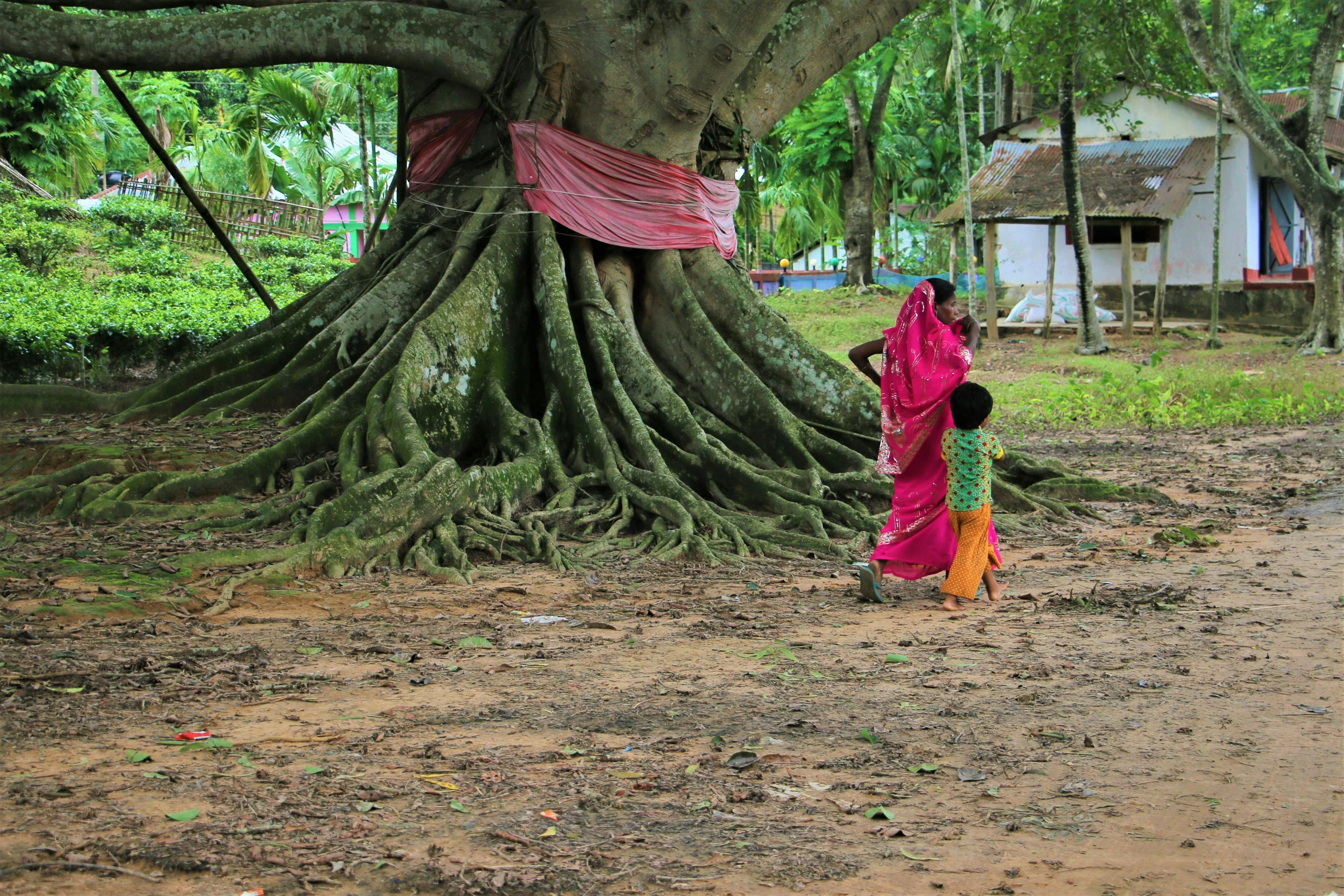 a  dressed in pink walks under a huge tree