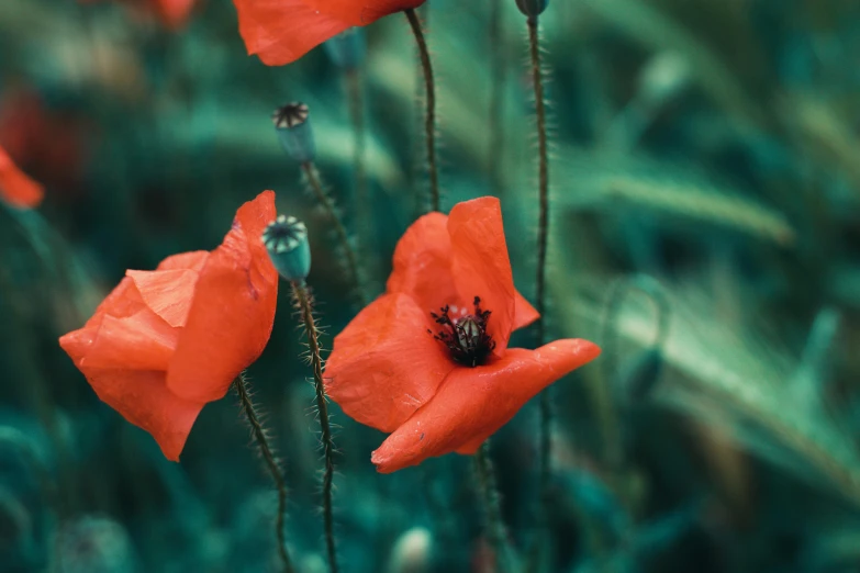 orange flowers, some of which appear to be poppies