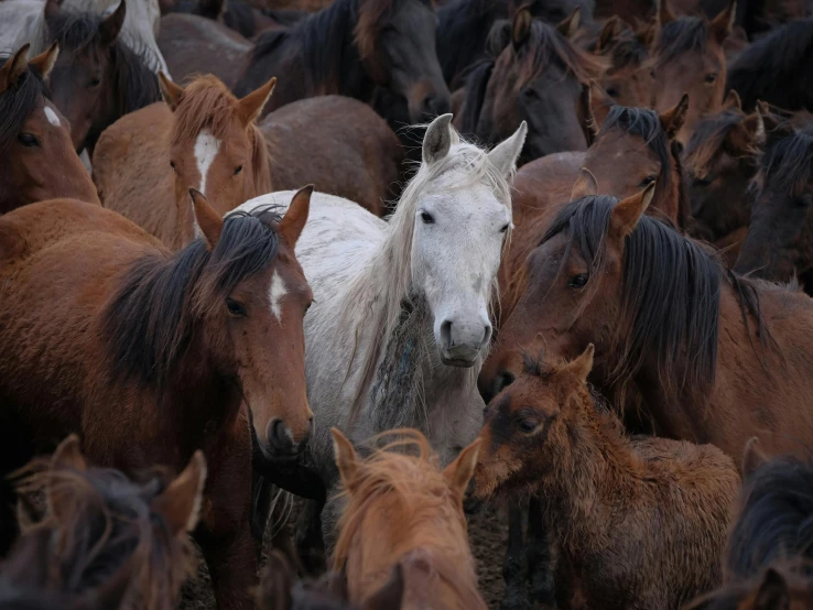 a large group of horses all with different coats