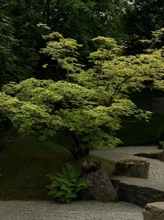 there is an evergreen tree that looks like it's growing from the ground