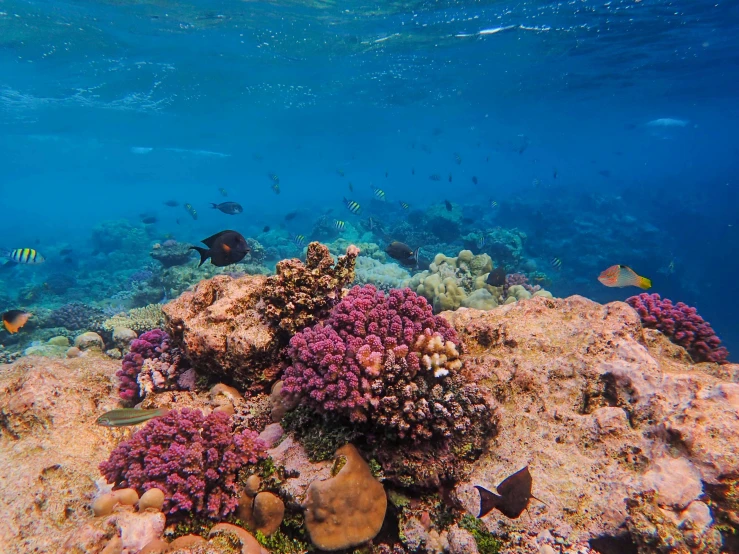 a coral reef with several small fish in the water