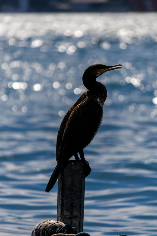 a bird sitting on the end of a stump in the water