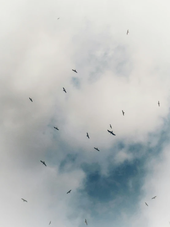 a flock of birds flying high up in the sky